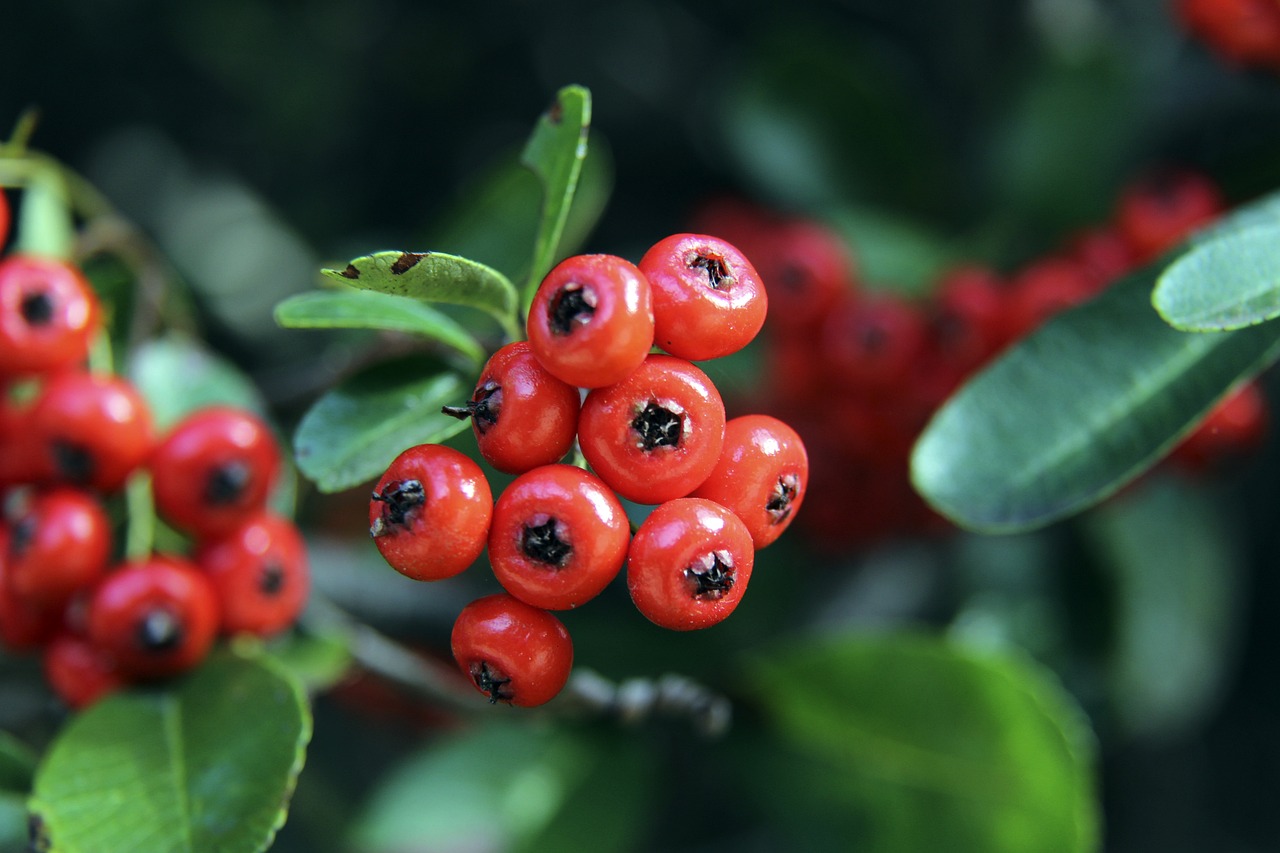 初出现在社 初出现在社